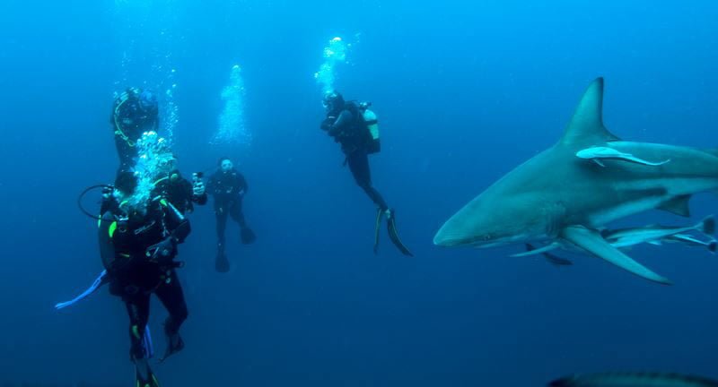 Shark Diving Durban